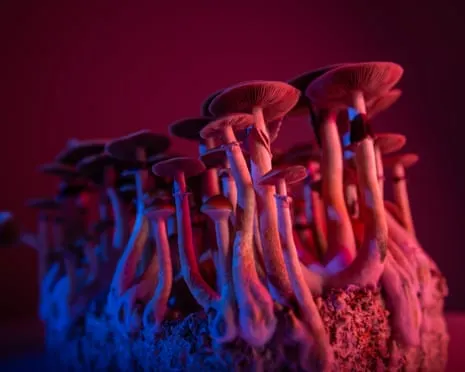 About Psychedelics by the Author: A Philosophical Journey into Mind-Altering Compounds